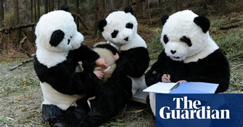 Panda Breeding Success Ignores Their Disappearing Habitat Environment