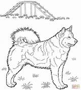 Husky Coloring Pages Printable Dog Alaskan Huskies Print Da Colouring Color Puppy Supercoloring Siberian Cute Dogs Kids Colorare Drawing Animal sketch template