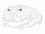 Coloring Toad Frog Popular sketch template
