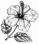 Hibiscus Coloring sketch template