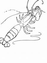 Colorare Gambero Gamberi Prawn Shrimp Pac Coloriage Pagine Stampabili Gaddynippercrayons Fantasma sketch template