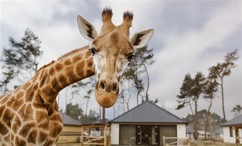 ferienpark beekse bergen chalet  mit zugang zu anderen parks groupon