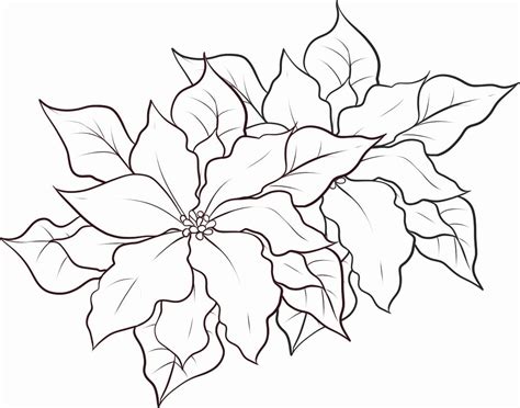 coloring page  poinsettia