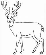 Deer Coloring Pages Realistic Color Getcolorings sketch template