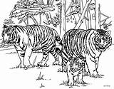 Coloring Pages Tiger Monster Baby Adults Visit Cat Cats sketch template