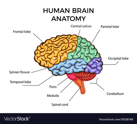 human brain anatomy royalty  vector image vectorstock