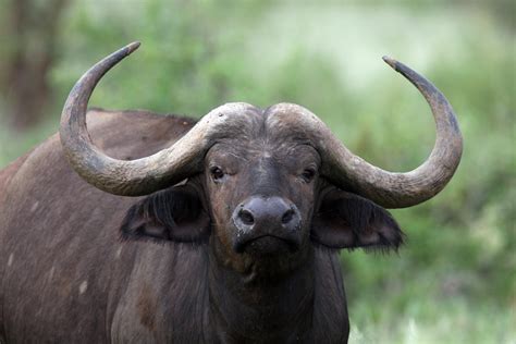 stop  charging buffalo