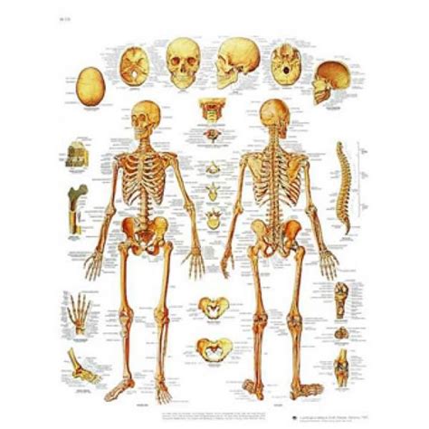 lamina de anatomia esqueleto humano suministros medicos jmedis
