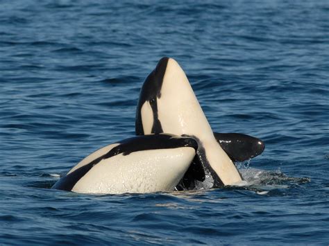 killer whale moms   supporting  adult sons