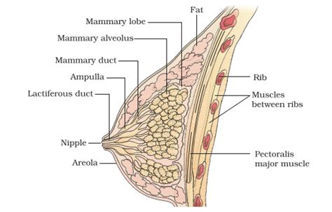 Please Digrameticaly Sectional View Of Mammary Gland Biology Human