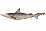 Afbeeldingsresultaten voor "carcharhinus Fitzroyensis". Grootte: 162 x 110. Bron: www.fischlexikon.eu