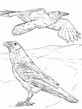 Raven Coloring Pages Crow Drawing Common Printable Outline American Colouring Crows Ravens Bird Sheets Color Supercoloring Realistic Line Drawings Creative sketch template