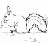 Coloring Pages Squirrel Red Gray Squirrels Printable Grey Print sketch template