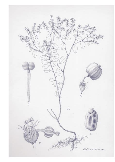 atlas van de flora van vlaanderen en het brussels gewest hoofdstuk