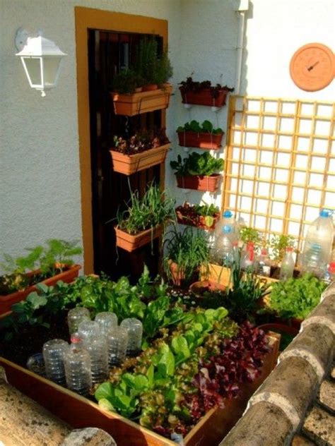 growing vegetables   balcony  terrace  desired home
