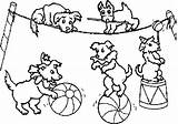 Coloring Carnival Pages Circus Dog Getcolorings Printable Focus sketch template