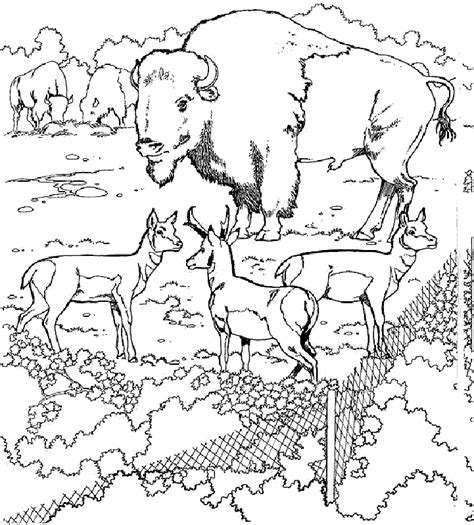 tundra coloring pages coloring home