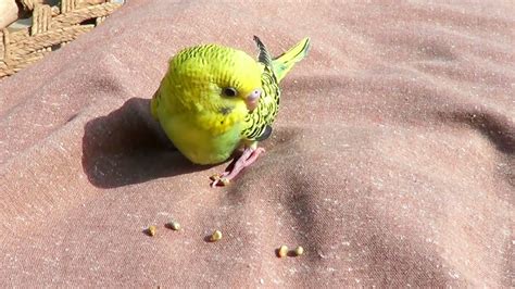cute budgie bird eating millet seeds parrot park youtube