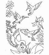 Humming Hummingbird sketch template