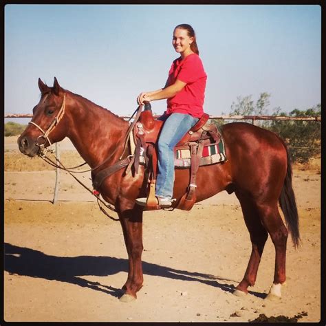 pin   quarter horse colts  sale arizona