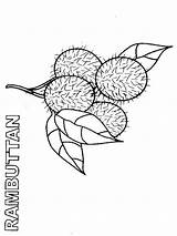 Rambutan Coloring Pages Fruits Color Recommended Kids sketch template