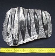 Afbeeldingsresultaten voor grondeldolfijnen Fossielen. Grootte: 184 x 185. Bron: www.stoneandbone.nl