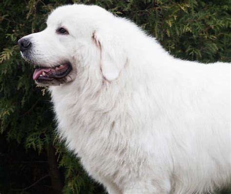 huge white dog breeds