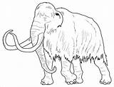 Mammoth Template Coloringbay sketch template