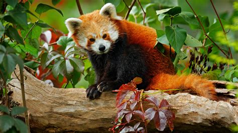 red pandas  left   wild readers digest