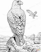 Kleurplaten Perched Arend Rots Bald Eagles Volwassenen Aquila sketch template