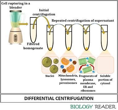 centrifugation method definition principle types  biology reader