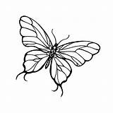 Butterfly Line Drawing Drawings Getdrawings sketch template