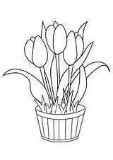 Doniczka Tulpe Ausmalbilder Tulipanami Tulips Malowanka Tulipany Kwiaty Kolorowanki Tulip Ausmalbild Kolorowanka Blume Tulamama Doniczce Kolorowankę Wydrukuj sketch template