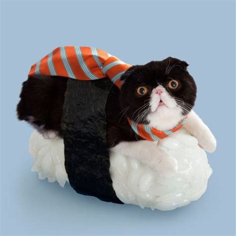 sushi cat sushi cat cat dressed  hug  cat day