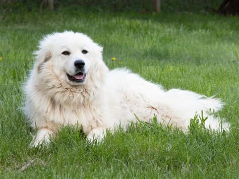 great pyrenees    weighing  pros  cons world