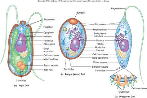 Lesson 6 Protozoa