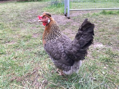 legbar  sale chickens breed information omlet