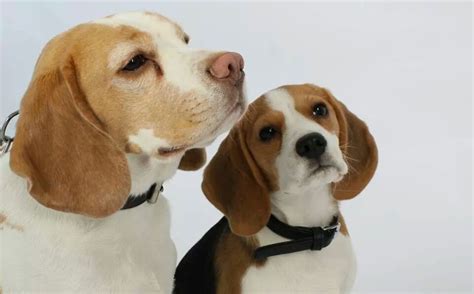 nieuwe regels voor chippen en registreren van honden stichting dierenlot
