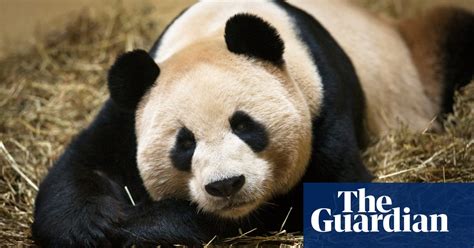 Everything You Always Wanted To Know About Panda Sex But