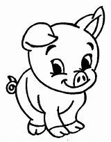 Cute Pig Coloring Pages Drawing Pigs Baby Kids Cartoon Guinea Printable Animal Animals Adorable Peppa Christmas Pikachu Clipart Easy Minecraft sketch template