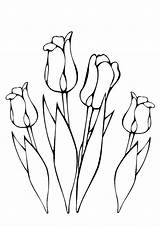 Coloring Tulpen Tulip Kleurplaat Flower Tekening Kleurplaten Flowers Lente Print Bloem Van Pages Bloemen Tekenen Op Bord Kiezen Drawing sketch template