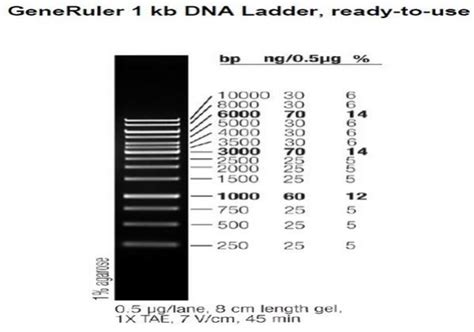 Fermentas Generuler 1 Kb Dna Ladder Ready To Use 5 X 50 Ug