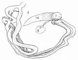 Coloring System Digestive Frog Worksheet Dissection Worksheeto Via Flying sketch template