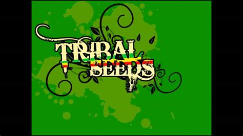 tribal seeds creator youtube