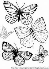 Butterfly Coloring Colouring Printable Butterflies Pages Adult Sheets Colour Small Drawing Adults Intheplayroom Playroom Book Print Kids Drawings Printables Template sketch template