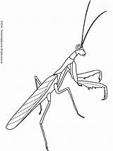 Mantis Praying Coloring Pages Clipart Insects Color Kids Insekten Bug Outline Printable Colouring Insect Embroidery Line Drawing Fun Draw Lightupyourbrain sketch template