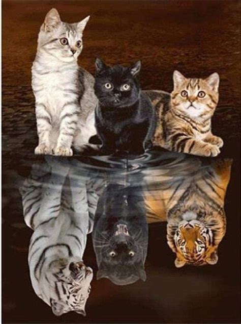 Gagalam Adult Puzzle 1000 Pieces 3 Cats Reflection Tiger Best T For