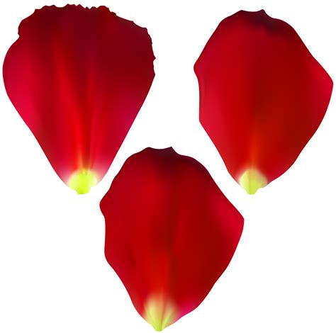 flower petals cliparts   flower petals cliparts png images  cliparts