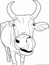 Cow Coloring Printable Pages Sheets Cute Drawing Color Face Baby Drawings Animal Kids Choose Board Painting Draw sketch template