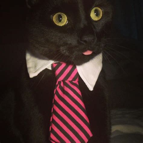 business kitty rblackcats